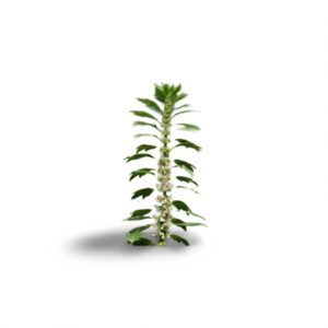 Agripaume BLOESEM 10ml Motherwort