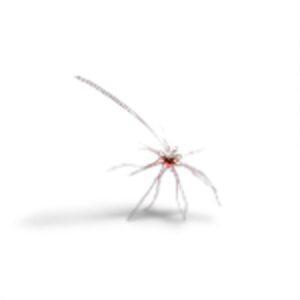 13. CORE RELEASE LTOE 15 ML