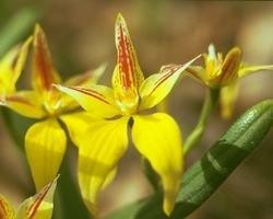 Les Elixirs de fleurs du Bush Australien