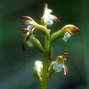 Les Elixirs de fleurs en recherche