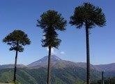 ARAUCARIA 10ML SYLFOS