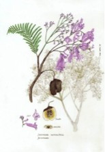 JACARANDA 15 ML SYLFOS