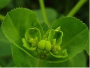 PICHOGA / Euphorbe SYLFOS 15 ML