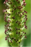 PLANTAIN SYLFOS 15 ML