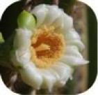 SAGUARO 15 ML SYLFOS