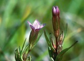Gentiane 15 ml DEVA