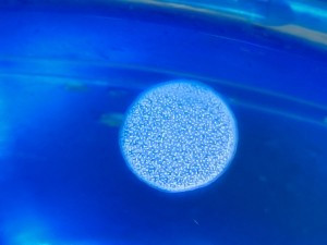 ELIXIR OCEAN N°12 PHI 15ML