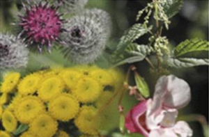 4 ELEMENTS COMPOSE BLOESEM REMEDIES