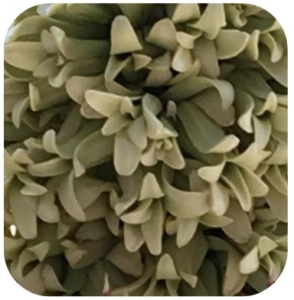 ARBOL DE JOSUE 15 ML SYLFOS