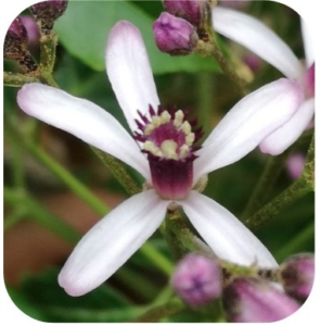 ARBOL SANTO SYLFOS 15ML