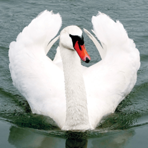 SWAN/CYGNE WEA 30 ML
