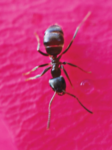 ANT/FOURMI WEA 30 ML