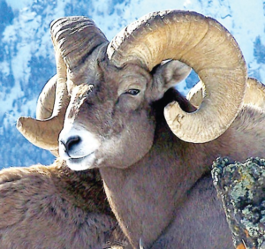 BIGHORN SHEEP/MOUFLON WEA 30 ML
