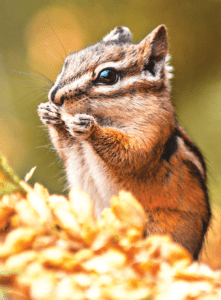 CHIPMUNK/TAMIA RAYE WEA 30 ML
