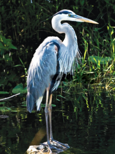 GREAT BLUE HERON/GRAND HERON 30 ML