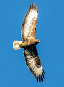 HAWK/FAUCON WEA EXP 30 ML