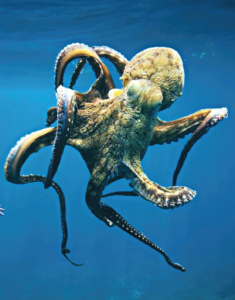 OCTOPUS/PIEUVRE WEA EXP 30 ML