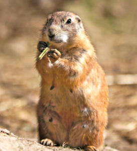 PRAIRIE DOG WEA EXP 30 ML