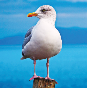SEAGULL/GOELAND WEA EXP 30 ML