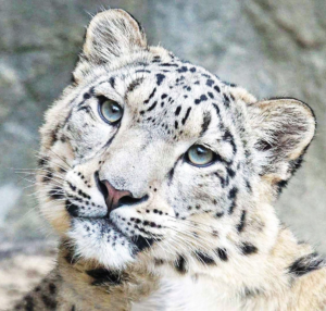 SNOW LEOPARD/LEOPARD DES NEIGES WEA