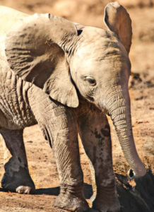 ELEPHANT CALF/ELEPHANTEAU WEA 30 ML