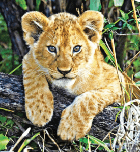 LION CUB/LIONCEAU WEA 30 ML