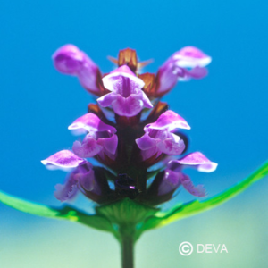 Brunelle 15 ml DEVA