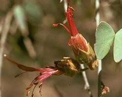 BAUHINIA BUSH 15ml