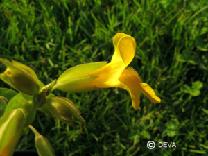 Mimulus 15 ml Bach DEVA