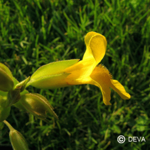Elixirs Deva Les Emotions