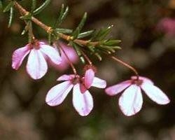BLACK EYED SUZAN BUSH 15ml
