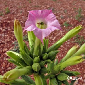les élixirs floraux DEVA contemporains