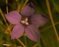 BLUEBELL BUSH 15ml