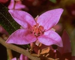 BORONIA BUSH 15ml