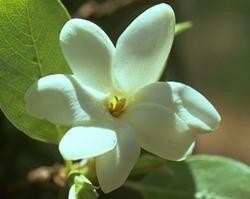 BUSH GARDENIA 15ml