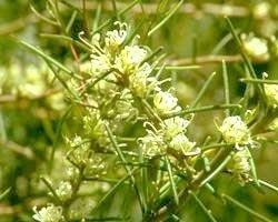 DAGGER HAKEA BUSH 15ml