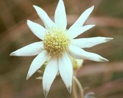 FLANNEL FLOWER 15ml