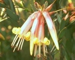 FIVE CORNERS BUSH 15ml