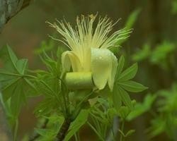 BOAB 15ml