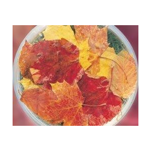 AUTUMN LEAVES BUSH 15ML