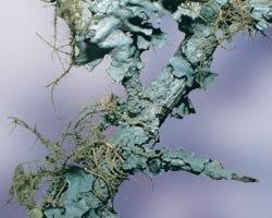 LICHEN BUSH 15ML