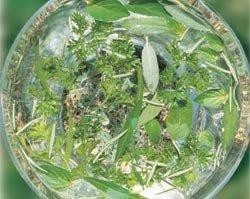 GREEN ESSENCE BUSH 15ML