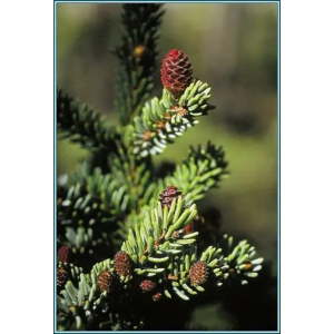 Black Spruce Alaskan