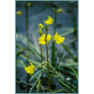 Bladder Wort Alaskan