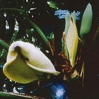 MONSTERA DEL. AFRIQUE15 ML PHI
