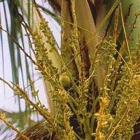NOIX DE COCO AFRIQUE 15 ML PHI