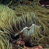 ANEMONE DE MER PHI 15 ML