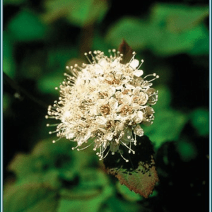 Spiraea Alaskan