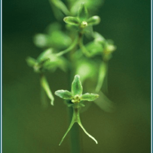 Tundra twayblade Alaskan
