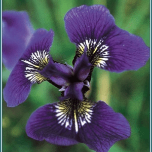 Wild iris Alaskan